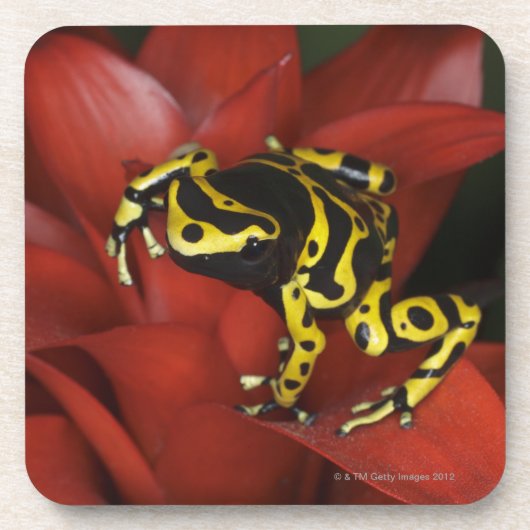 Oranje kikkikker van Dendrobates leucomelas Onderzetter (Voorkant)