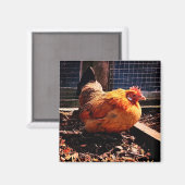 Oranje kip magneet (Voorkant / Achterkant)