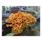 Oranje Kip van de Bossen Paddestoel Foto Afdruk (Voorkant)