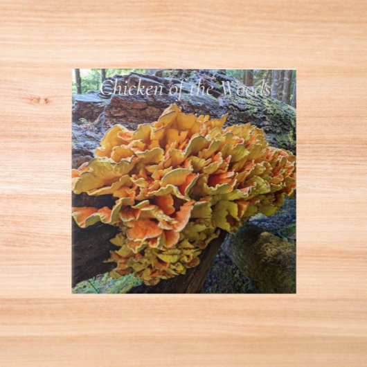 Oranje Kip van de Bossen Paddestoel Tegeltje