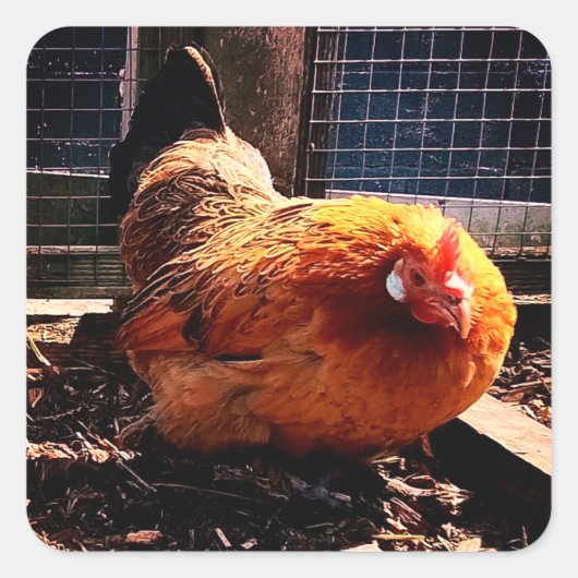 Oranje kip vierkante sticker (Voorkant)