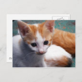 Oranje Kitten-foto Briefkaart (Voorkant / Achterkant)