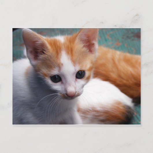 Oranje Kitten-foto Briefkaart (Voorkant)