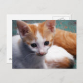 Oranje Kitten-foto Briefkaart (Voorkant / Achterkant)