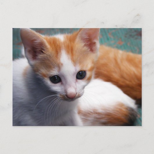 Oranje Kitten-foto Briefkaart (Voorkant)