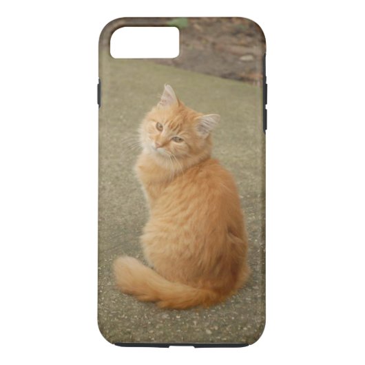 Oranje Kitten Foto Case-Mate iPhone Case (Achterkant)