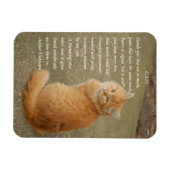 Oranje Kitten-foto met gedicht Magneet (Horizontaal)