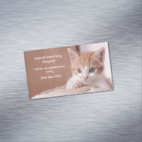 Oranje Kitten Pet Care