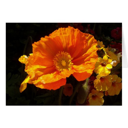 Oranje Klaproos (Voorkant Horizontaal)