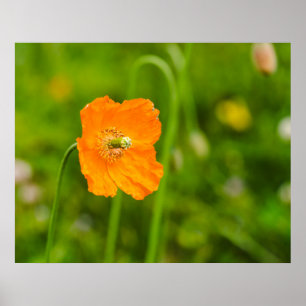 Oranje Klaproos Bloeiende Zomer Bloem Op Groen Fot Poster