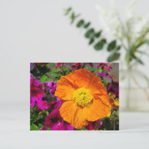 Oranje klaproos briefkaart