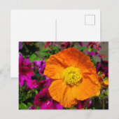 Oranje klaproos briefkaart (Voorkant / Achterkant)