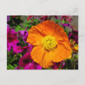 Oranje klaproos briefkaart (Voorkant)