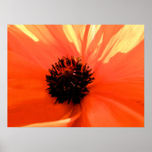 Oranje klaproos poster