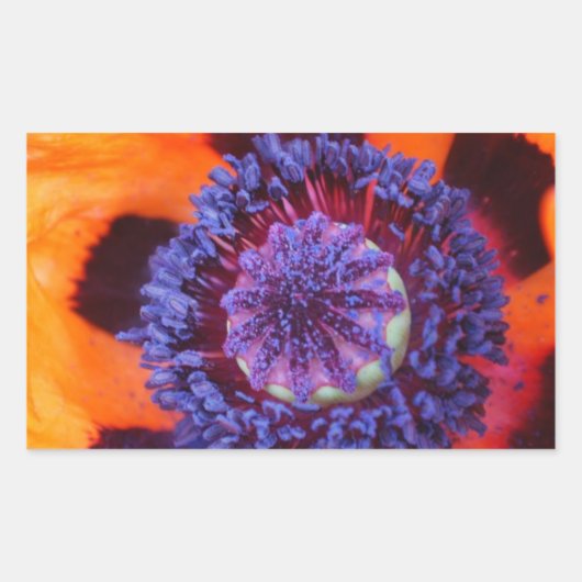 Oranje klaproos van dichtbij rechthoekige sticker (Voorkant)