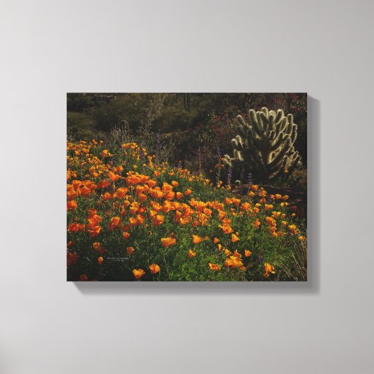 Oranje klaprozen woestijnbloemen cholla cactus canvas afdruk (Voorkant)