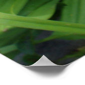 Oranje kleur daglily -tijgerlily- bloem. poster (Hoek)