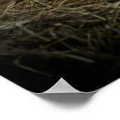 Oranje Koe van Cream Poster (Hoek)