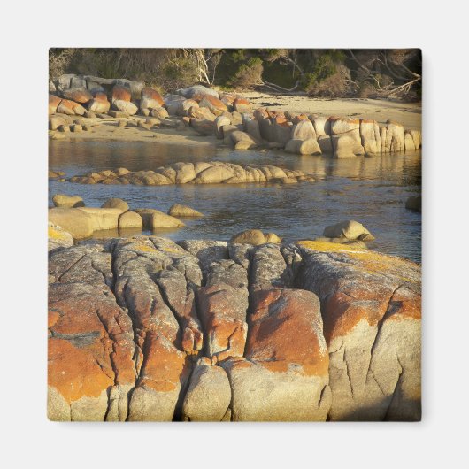 Oranje Korstmos op Rotsen, Binalong Bay, Baai van Magneet (Voorkant)