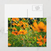 Oranje kosmos Flowers Briefkaart (Voorkant / Achterkant)