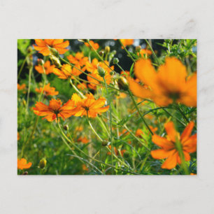 Oranje kosmos Flowers Briefkaart