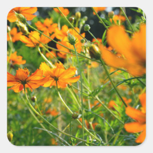 Oranje kosmos Flowers Vierkante Sticker