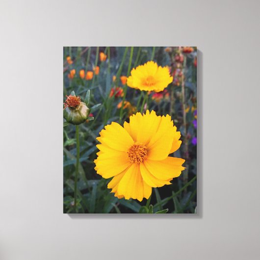 Oranje kosmos op voorgrondfoto canvas afdruk (Voorkant)