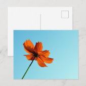 Oranje kosmos ventilator briefkaart (Voorkant / Achterkant)