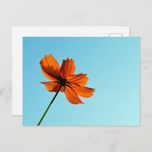 Oranje kosmos ventilator briefkaart (Voorkant / Achterkant)