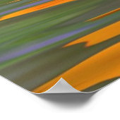 Oranje kosmosbloem boven water poster (Hoek)