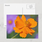 Oranje kosmosbloem briefkaart (Voorkant / Achterkant)