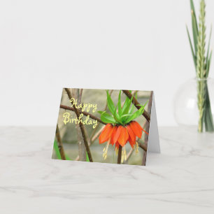 ORANJE KROONKEIZERLIJKE BLOEM/ VERJAARDAGSWENSEN KAART
