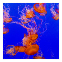 Oranje kwal glanzende poster | Blauwe oceaan kunst
