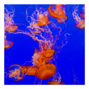 Oranje kwal glanzende poster Blauwe oceaan kunst