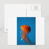 Oranje kwallen briefkaart (Voorkant / Achterkant)