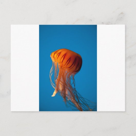 Oranje kwallen briefkaart (Voorkant)