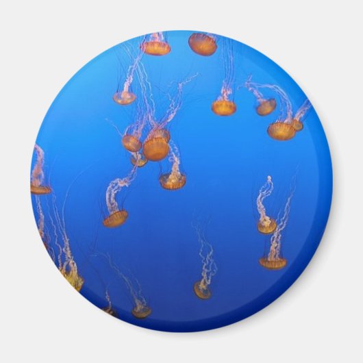 Oranje kwallen magneet (Voorkant)