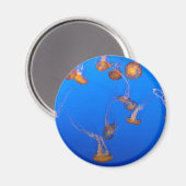 Oranje kwallen magneet (Voorkant / Achterkant)