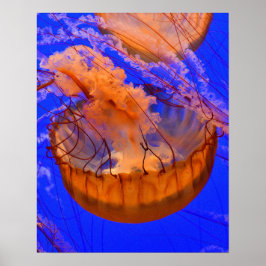 Oranje kwallen muurdecoratie | Oceaan zeeleven pri Poster