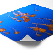Oranje Kwallen Poster (Hoek)