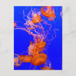 Oranje Kwallenansichtkaart Blauwe Zeeleven Kunst Briefkaart