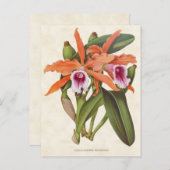 Oranje Laelia Orchid  Botanisch Briefkaart (Voorkant / Achterkant)