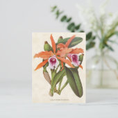 Oranje Laelia Orchid  Botanisch Briefkaart (Staand voorkant)
