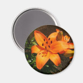 Oranje lelies magneet (Voorkant / Achterkant)