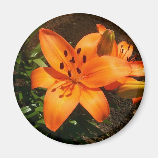 Oranje lelies magneet (Voorkant)