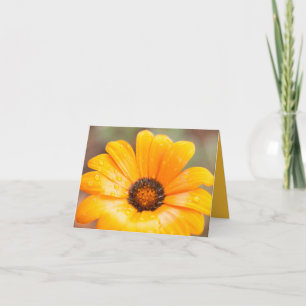 Oranje Lente Flash Afrikaanse Margriet Close-up Fo Kaart