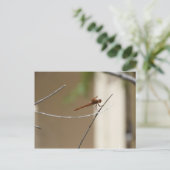 Oranje libel Briefkaart (Staand voorkant)