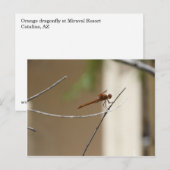 Oranje libel Briefkaart (Voorkant / Achterkant)