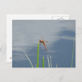 oranje Libelle auf dem Grashalm Briefkaart (Voorkant / Achterkant)