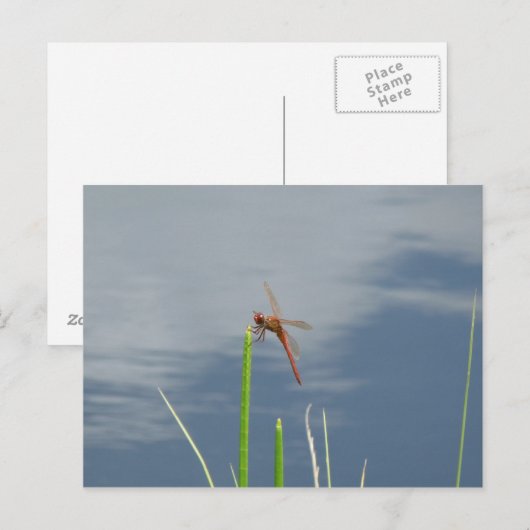 oranje Libelle auf dem Grashalm Briefkaart (Voorkant / Achterkant)